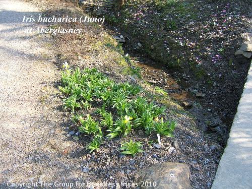 Iris bucharica at Aberglasney (1)